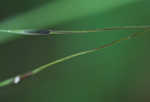 Blackseed speargrass